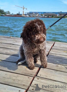 Photo №3. Chiots Lagotto Romagnolo. Serbie