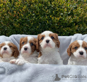 Photo №4. Je vais vendre cavalier king charles spaniel en ville de Vienna. annonce privée - prix - 379€