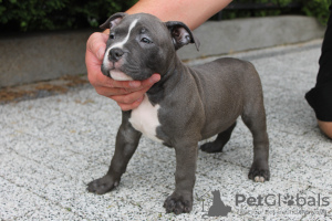 Photos supplémentaires: American Bully Pocket ABKC GrChampions