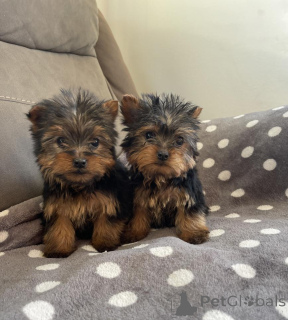 Photo №1. yorkshire terrier - à vendre en ville de Wiesbaden | 250€ | Annonce №156383