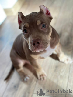 Photo №4. Je vais vendre american bully en ville de Varsovie. annonce privée - prix - 1123€