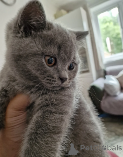 Photo №2 de l'annonce № 164524 de la vente british shorthair - acheter à Allemagne 