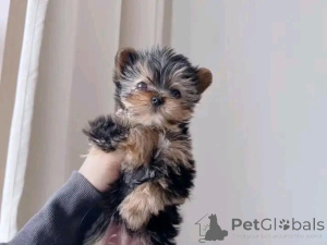Photo №1. yorkshire terrier - à vendre en ville de Aacheur | négocié | Annonce №167076