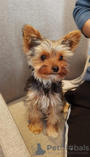 Photo №1. yorkshire terrier - à vendre en ville de Vilnius | négocié | Annonce №128622