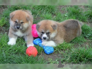 Photo №1. shiba - à vendre en ville de Donzdorf | 350€ | Annonce №147615