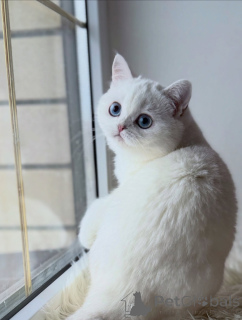 Photo №3. Rencontrez le chaton Scottish Fold dont tout le monde tombe amoureux. Allemagne