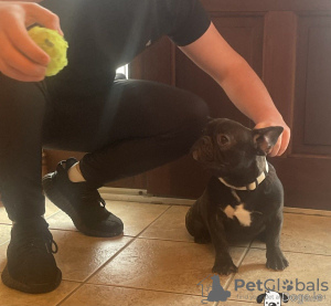 Photo №4. Je vais vendre bouledogue en ville de Зальцбург. annonce privée - prix - 500€