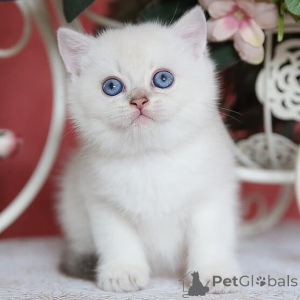 Photo №2 de l'annonce № 173782 de la vente british shorthair - acheter à La Grande-Bretagne annonce privée, éleveur