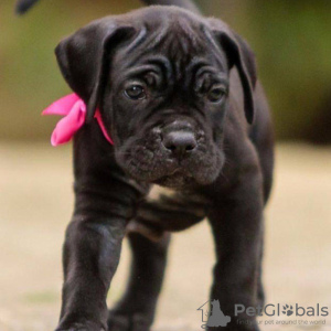 Photo №1. cane corso - à vendre en ville de Kames | négocié | Annonce №120641