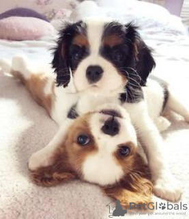 Photo №1. cavalier king charles spaniel - à vendre en ville de Nuremberg | 280€ | Annonce №110867