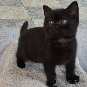 Photo №3. Chatons British Shorthair mâles et femelles de grande personnalité à vendre.. La Grande-Bretagne