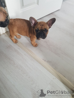 Photo №4. Je vais vendre bouledogue en ville de Munich. annonce privée, éleveur - prix - 450€