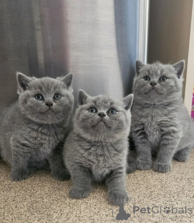 Photo №1. british shorthair - à vendre en ville de Espoo | négocié | Annonce № 168606