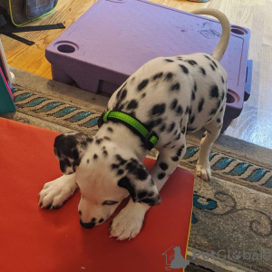 Photo №3. Chiots Dalmatiens À adopter . Allemagne