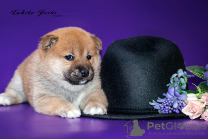Photo №3. Chiot Shiba-inu à vendre élevage monorace. Fédération de Russie