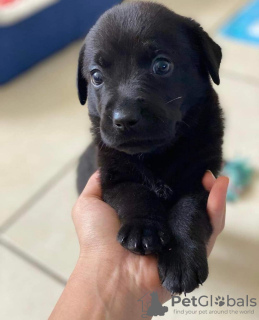 Photo №3. UN CHIOT LABRADOR NOIR. Hongrie