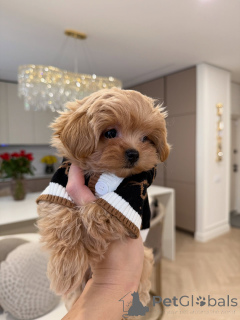 Photo №3. Chiots Maltipoo avec le mélange parfait de gentillesse et de charme. Allemagne