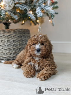 Photo №2 de l'annonce № 159406 de la vente labradoodle - acheter à La finlande éleveur
