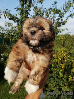 Photo №1. shih tzu - à vendre en ville de Vilnius | 450€ | Annonce №76338