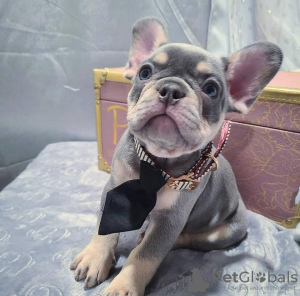 Photo №1. bouledogue - à vendre en ville de Bucharest | négocié | Annonce №117590