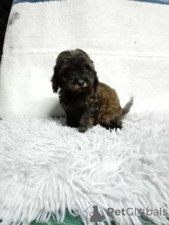 Photo №4. Je vais vendre caniche (jouet) en ville de Belgrade.  - prix - négocié