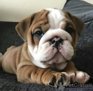 Photo №1. bulldog anglais - à vendre en ville de Sofia | négocié | Annonce №45635