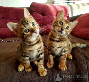 Photo №1. bengal - à vendre en ville de Austkhoizer | 350€ | Annonce № 171011