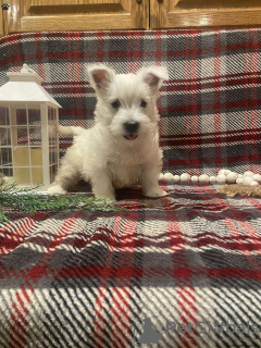 Photo №1. west highland white terrier - à vendre en ville de Berlin | négocié | Annonce №44771