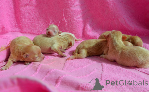 Photo №4. Je vais vendre maltipu en ville de Kiev. de la fourrière - prix - 1453€