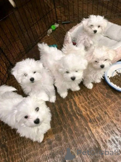 Photo №1. bichon maltais - à vendre en ville de Vilnius | négocié | Annonce №162945