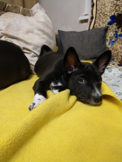 Photo №3. Chiots Basenji. (Chien aboyant africain).. Biélorussie