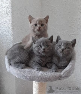 Photo №1. british shorthair - à vendre en ville de Zürich | Gratuit | Annonce № 126130