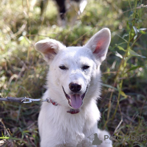 Photos supplémentaires: La chienne blanche Gerda recherche une famille aimante.