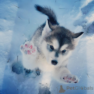 Photo №4. Je vais vendre malamute de l'alaska en ville de Dekani. annonce privée - prix - négocié