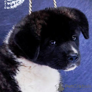 Photos supplémentaires: Chiots Akita américains