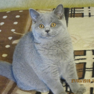 Photo №1. british shorthair - à vendre en ville de Saint-Pétersbourg | Négocié | Annonce № 1762