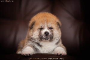Photo №4. Je vais vendre akita (chien) en ville de Lipetsk. de la fourrière - prix - négocié