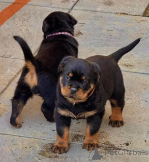 Photo №1. rottweiler - à vendre en ville de Moscou | 4€ | Annonce №155213