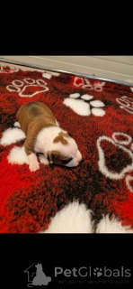 Photo №2 de l'annonce № 169322 de la vente american staffordshire terrier - acheter à La croatie 
