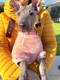 Photo №4. Je vais vendre xoloitzcuintle en ville de Milan. de la fourrière - prix - négocié