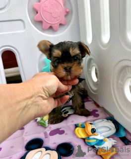 Photo №2 de l'annonce № 117308 de la vente yorkshire terrier - acheter à La finlande annonce privée, éleveur