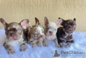 Photo №1. bouledogue - à vendre en ville de Förby | Gratuit | Annonce №129155