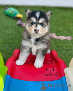 Photo №1. malamute de l'alaska - à vendre en ville de Abbotsford | négocié | Annonce №145315