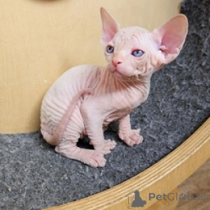 Photo №1. sphynx - à vendre en ville de Papenburg | 550€ | Annonce № 163696