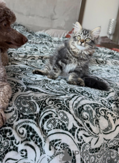 Photo №3. De beaux chats sibériens disponibles Affectueux, intelligents et élevés en. Suède