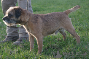 Photos supplémentaires: Chiots border-terrier