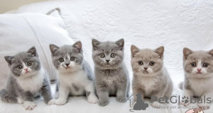 Photo №1. british shorthair - à vendre en ville de Munich | 241€ | Annonce № 108917