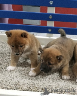 Photo №1. shiba - à vendre en ville de Hambourg | 550€ | Annonce №160412