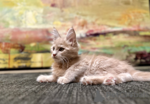 Photo №1. maine coon - à vendre en ville de Varsovie | 900€ | Annonce № 126642