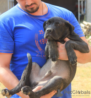 Photo №2 de l'annonce № 116666 de la vente cane corso - acheter à Serbie 